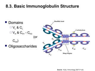  Domains
 VL & CL
 VH & CH1 - CH3
(or
CH4)
 Oligosaccharides
CH1
VL
CL
VH
CH2 CH3
Hinge Region
Carbohydrate
Disulfide bond
8.3. Basic Immunoglobulin Structure
Source: Kuby. Immunology 2007 5th
ed).
 