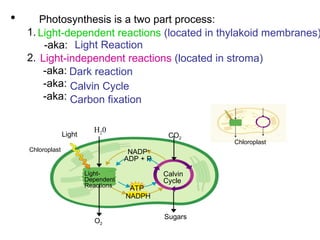 CHAPTER 8 Biology photosynthesis and process.ppt