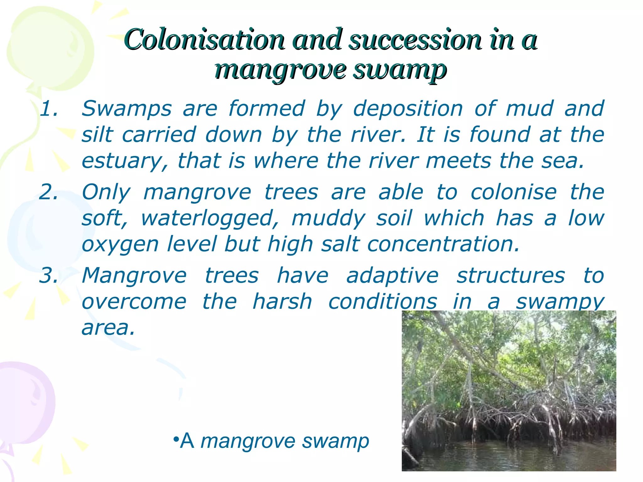 Colonisation and succession in a mangrove swamp Swamps are formed by deposition of mud and silt carried down by the river. It is found at the estuary, that is where the river meets the sea. Only mangrove trees are able to colonise the soft, waterlogged, muddy soil which has a low oxygen level but high salt concentration. Mangrove trees have adaptive structures to overcome the harsh conditions in a swampy area. A  mangrove swamp 