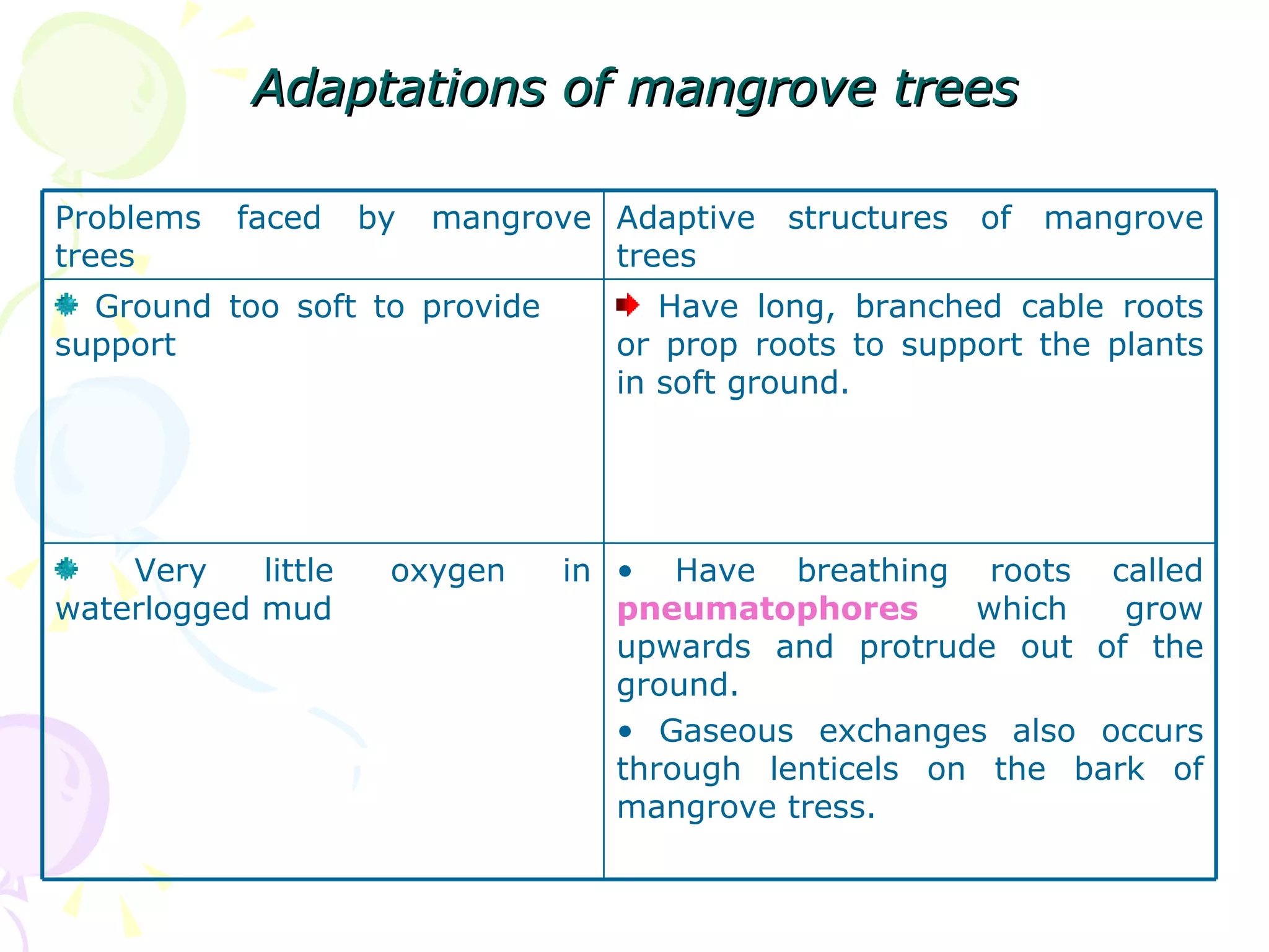 Adaptations of mangrove trees Problems faced by mangrove trees Adaptive structures of mangrove trees Ground too soft to provide  support Have long, branched cable roots or prop roots to support the plants in soft ground. Very little oxygen in waterlogged mud  Have breathing roots called  pneumatophores  which grow upwards and protrude out of the ground. Gaseous exchanges also occurs through lenticels on the bark of mangrove tress. 