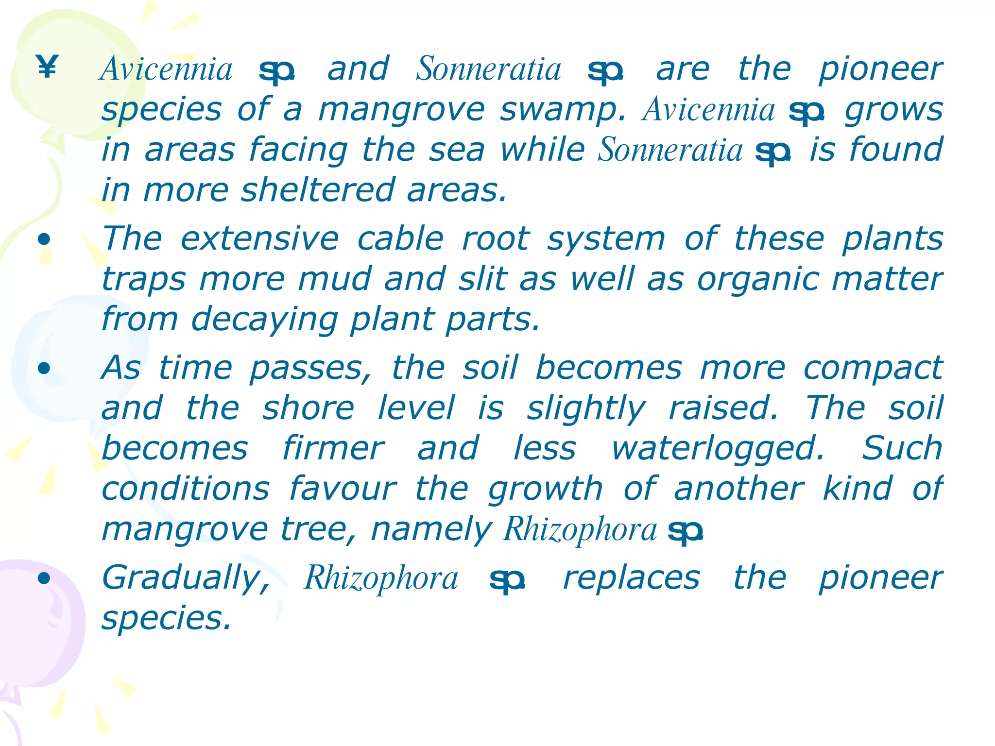 Avicennia  sp . and  Sonneratia  sp . are the pioneer species of a mangrove swamp.  Avicennia  sp . grows in areas facing the sea while  Sonneratia  sp . is found in more sheltered areas. The extensive cable root system of these plants traps more mud and slit as well as organic matter from decaying plant parts. As time passes, the soil becomes more compact and the shore level is slightly raised. The soil becomes firmer and less waterlogged. Such conditions favour the growth of another kind of mangrove tree, namely  Rhizophora  sp . Gradually,  Rhizophora  sp . replaces the pioneer species.  