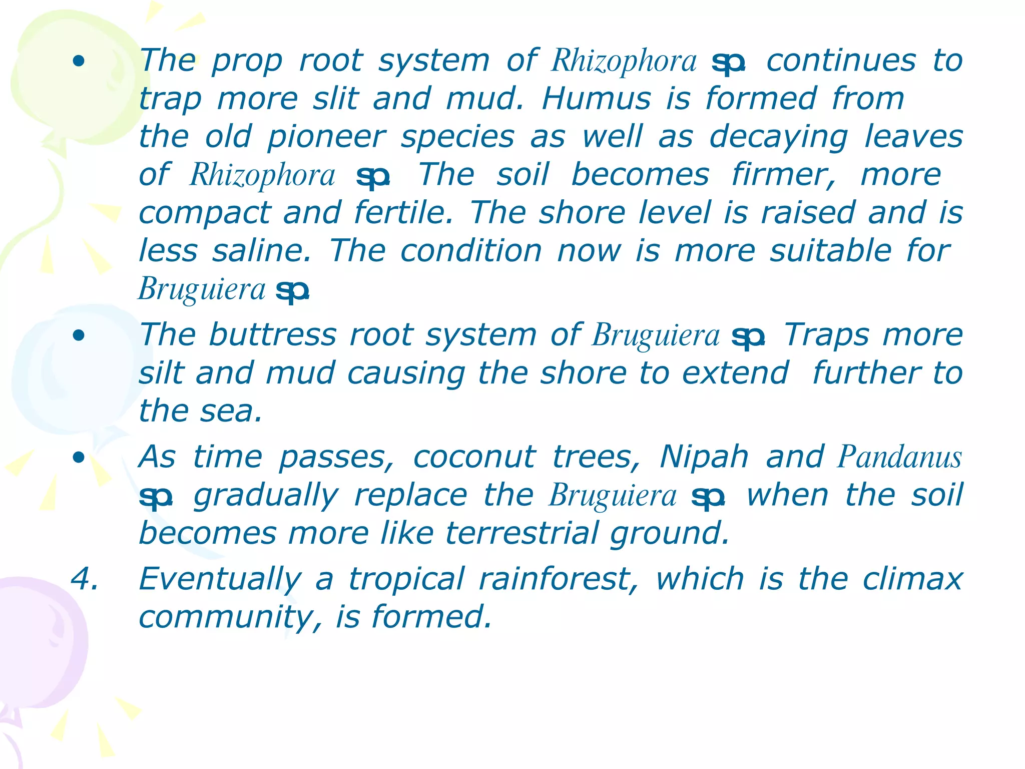 The prop root system of  Rhizophora  sp . continues to trap more slit and mud. Humus is formed from  the old pioneer species as well as decaying leaves of  Rhizophora  sp . The soil becomes firmer, more  compact and fertile. The shore level is raised and is less saline. The condition now is more suitable for  Bruguiera  sp . The buttress root system of  Bruguiera  sp . Traps more silt and mud causing the shore to extend  further to the sea. As time passes, coconut trees, Nipah and  Pandanus  sp . gradually replace the  Bruguiera  sp . when the soil becomes more like terrestrial ground. Eventually a tropical rainforest, which is the climax community, is formed.  