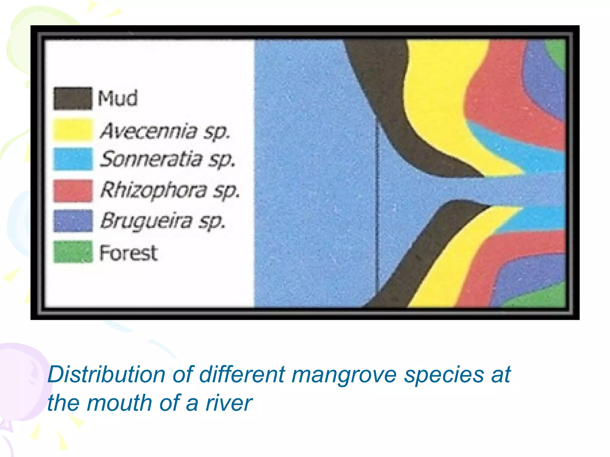 Distribution of different mangrove species at the mouth of a river 