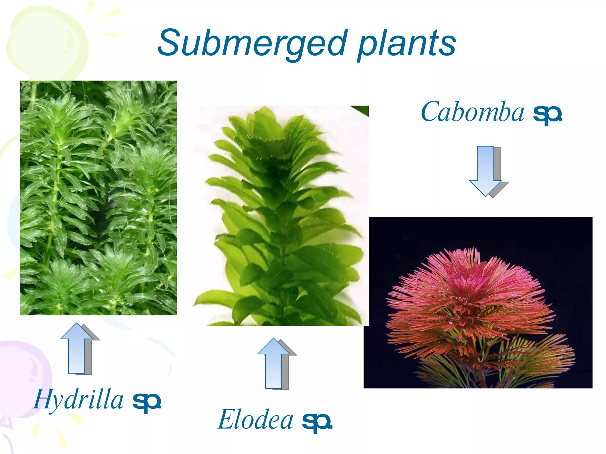 Submerged plants Hydrilla  sp . Elodea  sp. Cabomba  sp . 