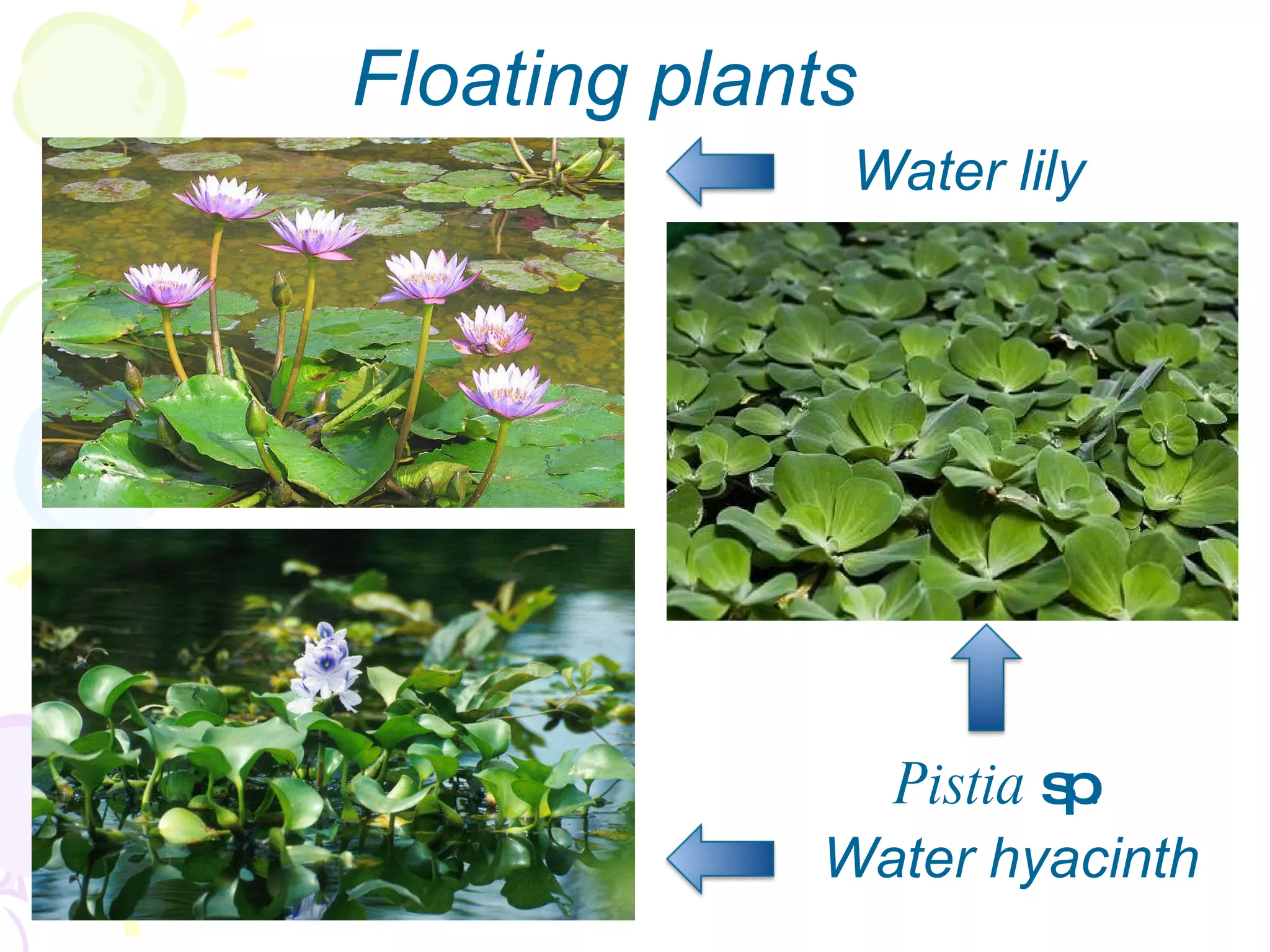 Floating plants Water lily Water hyacinth Pistia  sp . 