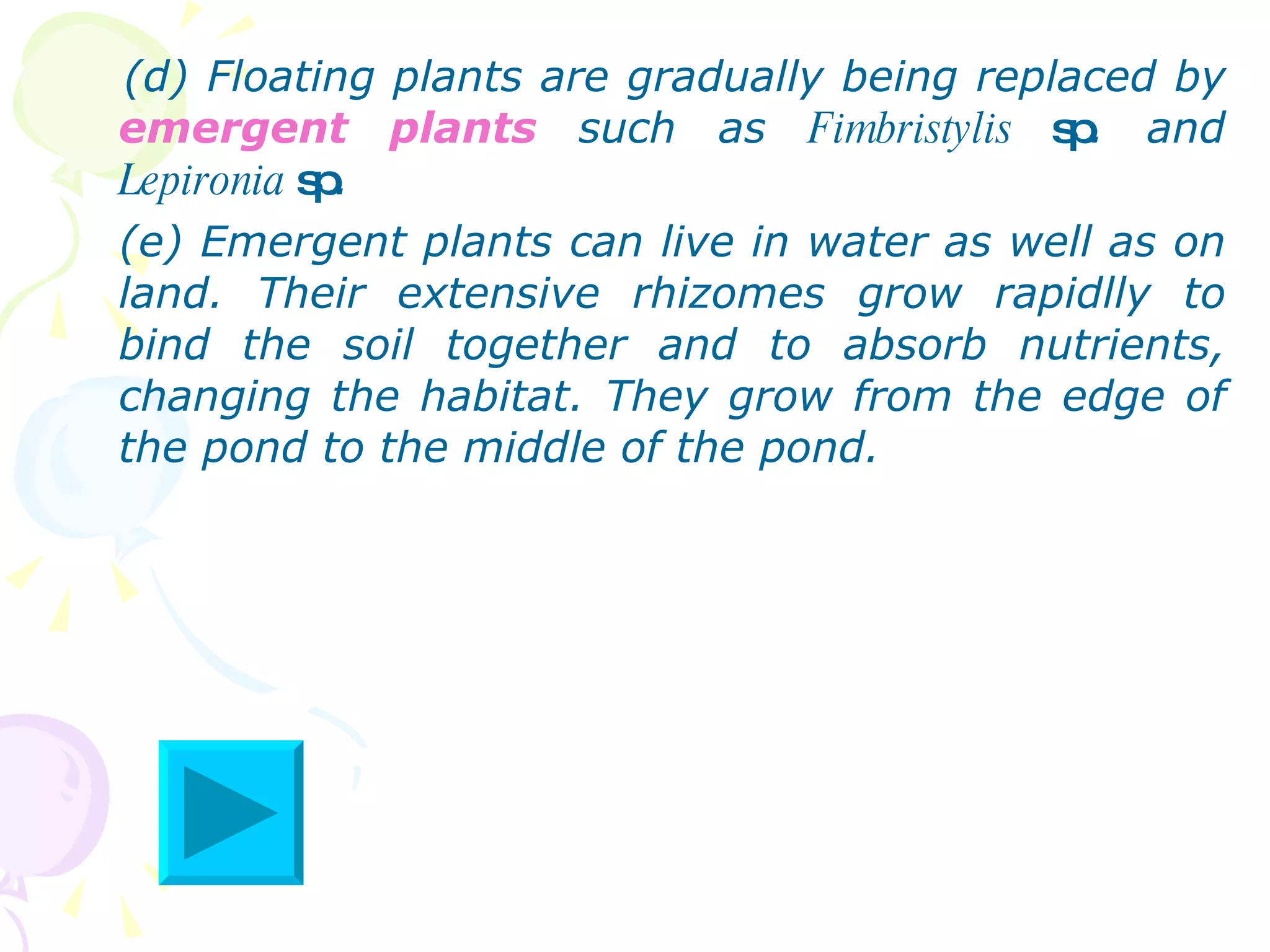 (d) Floating plants are gradually being replaced by  emergent plants  such as  Fimbristylis  sp . and  Lepironia  sp . (e) Emergent plants can live in water as well as on land. Their extensive rhizomes grow rapidlly to bind the soil together and to absorb nutrients, changing the habitat. They grow from the edge of the pond to the middle of the pond.  