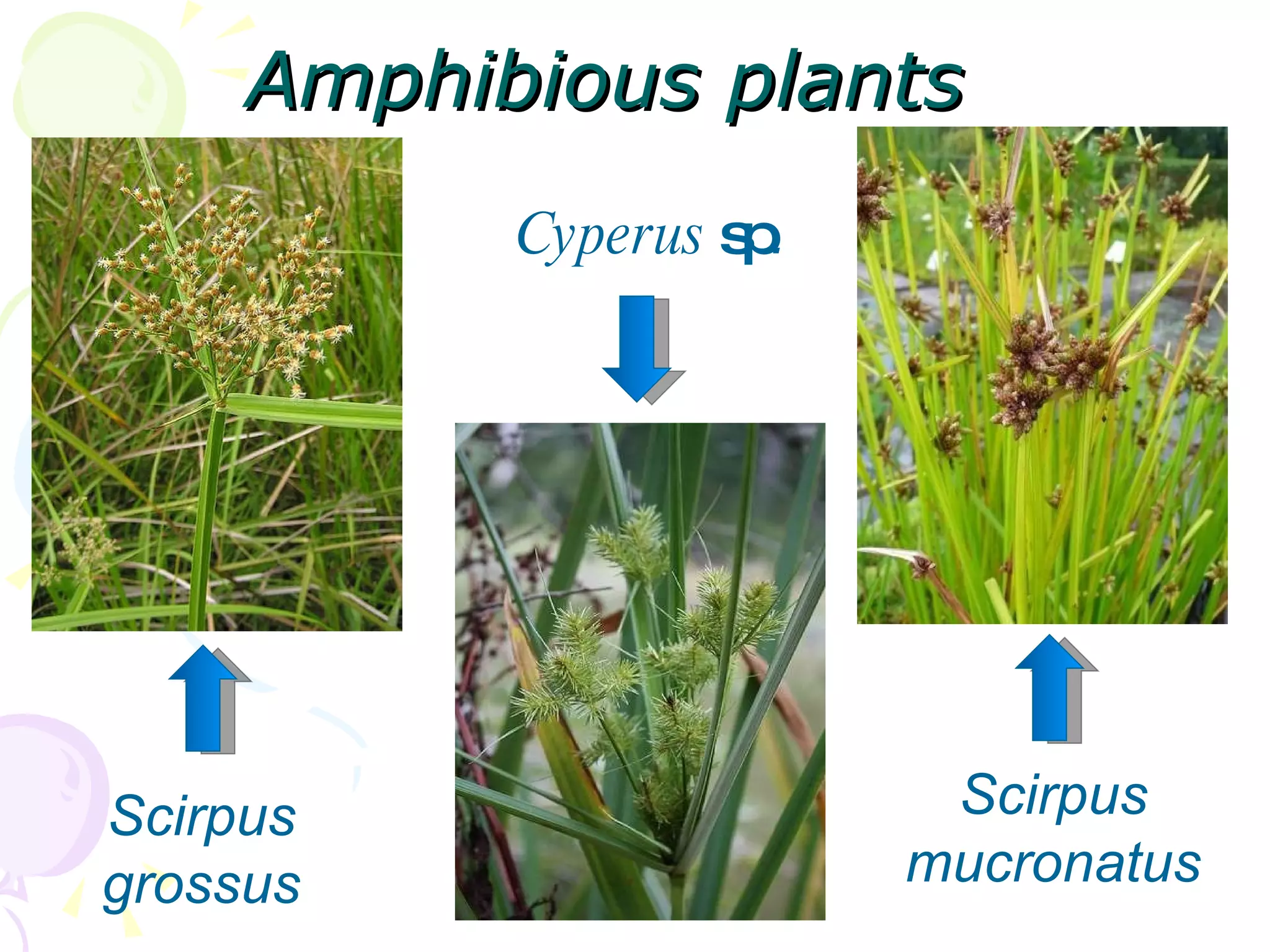 Amphibious plants Cyperus  sp . Scirpus grossus Scirpus mucronatus 