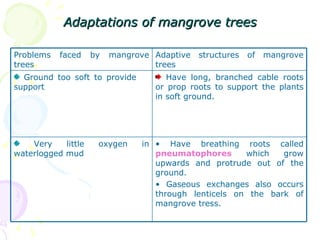 Adaptations of mangrove trees Problems faced by mangrove trees Adaptive structures of mangrove trees Ground too soft to provide  support Have long, branched cable roots or prop roots to support the plants in soft ground. Very little oxygen in waterlogged mud  Have breathing roots called  pneumatophores  which grow upwards and protrude out of the ground. Gaseous exchanges also occurs through lenticels on the bark of mangrove tress. 