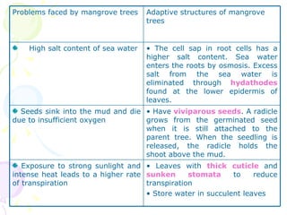 Problems faced by mangrove trees Adaptive structures of mangrove trees High salt content of sea water  The cell sap in root cells has a higher salt content. Sea water enters the roots by osmosis. Excess salt from the sea water is eliminated through  hydathodes  found at the lower epidermis of leaves. Seeds sink into the mud and die due to insufficient oxygen Have  viviparous seeds . A radicle grows from the germinated seed when it is still attached to the parent tree. When the seedling is released, the radicle holds the shoot above the mud.  Exposure to strong sunlight and intense heat leads to a higher rate of transpiration Leaves with  thick cuticle  and  sunken stomata  to reduce transpiration Store water in succulent leaves  
