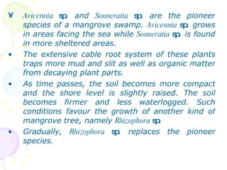 Avicennia  sp . and  Sonneratia  sp . are the pioneer species of a mangrove swamp.  Avicennia  sp . grows in areas facing the sea while  Sonneratia  sp . is found in more sheltered areas. The extensive cable root system of these plants traps more mud and slit as well as organic matter from decaying plant parts. As time passes, the soil becomes more compact and the shore level is slightly raised. The soil becomes firmer and less waterlogged. Such conditions favour the growth of another kind of mangrove tree, namely  Rhizophora  sp . Gradually,  Rhizophora  sp . replaces the pioneer species.  
