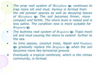 The prop root system of  Rhizophora  sp . continues to trap more slit and mud. Humus is formed from  the old pioneer species as well as decaying leaves of  Rhizophora  sp . The soil becomes firmer, more  compact and fertile. The shore level is raised and is less saline. The condition now is more suitable for  Bruguiera  sp . The buttress root system of  Bruguiera  sp . Traps more silt and mud causing the shore to extend  further to the sea. As time passes, coconut trees, Nipah and  Pandanus  sp . gradually replace the  Bruguiera  sp . when the soil becomes more like terrestrial ground. Eventually a tropical rainforest, which is the climax community, is formed.  
