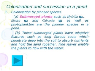 Colonisation and succession in a pond  Colonisation by pioneer species (a)  Submerged plants  such as  Hydrilla  sp .,  Elodea  sp . and  Cabomba  sp . as well as phytoplankton are the pioneer species in a pond. (b) These submerged plants have adaptive features such as long fibrous roots which penetrate deep into the soil to absorb nutrients and hold the sand together. Fine leaves enable the plants to flow with the water.  