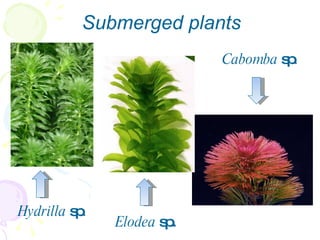 Submerged plants Hydrilla  sp . Elodea  sp. Cabomba  sp . 