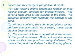 Succession by emergent (amphibious) plants  (a) The floating plants reproduce rapidly as they receive enough sunlight for photosynthesis. They cover a large area of the surface of the pond. This prevents sunlight from reaching the bottom of the pond. (b) Without sunlight, the submerged plants cannot perform photosynthesis. As a result, these plants die and become humus. (c) The amount of humus deposited at the bottom of the pond increases. More soil erosion occurs which results in the pond becoming shallower. This makes the pond too shallow for the floating plants. 