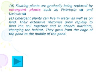 (d) Floating plants are gradually being replaced by  emergent plants  such as  Fimbristylis  sp . and  Lepironia  sp . (e) Emergent plants can live in water as well as on land. Their extensive rhizomes grow rapidlly to bind the soil together and to absorb nutrients, changing the habitat. They grow from the edge of the pond to the middle of the pond.  