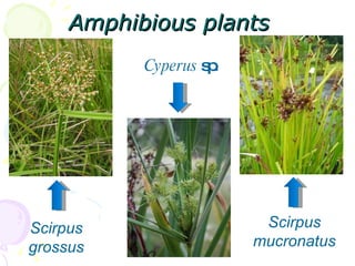 Amphibious plants Cyperus  sp . Scirpus grossus Scirpus mucronatus 