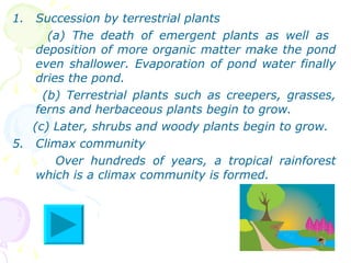 Succession by terrestrial plants  (a) The death of emergent plants as well as  deposition of more organic matter make the pond even shallower. Evaporation of pond water finally dries the pond. (b) Terrestrial plants such as creepers, grasses, ferns and herbaceous plants begin to grow. (c) Later, shrubs and woody plants begin to grow. Climax community  Over hundreds of years, a tropical rainforest which is a climax community is formed. 