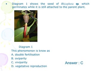 Diagram 1 shows the seed of  Rhizophora  sp .  which germinates while it is still attached to the parent plant. Diagram 1 This phenomenon is know as A. double fertilisation B. oviparity C. viviparity D. vegetative reproduction  Answer : C 