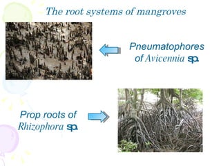 The root systems of mangroves Pneumatophores of  Avicennia  sp. Prop roots of  Rhizophora  sp. 