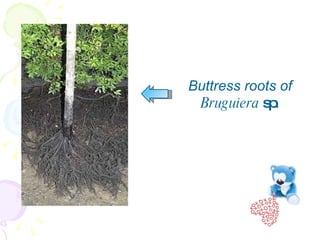 Buttress roots of  Bruguiera  sp . 