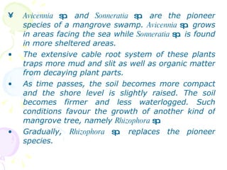 <ul><li>Avicennia  sp . and  Sonneratia  sp . are the pioneer species of a mangrove swamp.  Avicennia  sp . grows in areas...