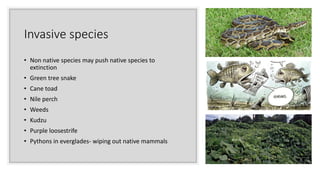 Python Perching Conservation Biology slides by Kiersten Lippmann | PPTX