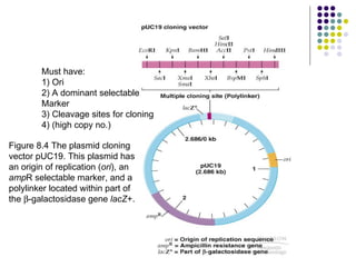 Must have: 1) Ori 2) A dominant selectable Marker 3) Cleavage sites for cloning 4) (high copy no.) Figure 8.4 The plasmid cloning vector pUC19. This plasmid has an origin of replication ( ori ), an  amp R selectable marker, and a polylinker located within part of the   -galactosidase gene  lacZ +.  