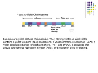 Yeast Artificial Chromosome Example of a yeast artificial chromosome (YAC) cloning vector. A YAC vector contains a yeast telomere ( TEL ) at each end, a yeast centromere sequence ( CEN ), a yeast selectable marker for each arm (here,  TRP1  and  URA3 ), a sequence that allows autonomous replication in yeast ( ARS ), and restriction sites for cloning.  