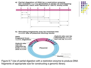 Figure 8.7 Use of partial digestion with a restriction enzyme to produce DNA fragments of appropriate size for constructing a genomic library. 