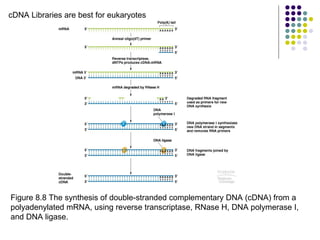 cDNA Libraries are best for eukaryotes Figure 8.8 The synthesis of double-stranded complementary DNA (cDNA) from a polyadenylated mRNA, using reverse transcriptase, RNase H, DNA polymerase I, and DNA ligase.  