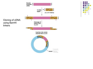 Cloning of cDNA using BamHI linkers 