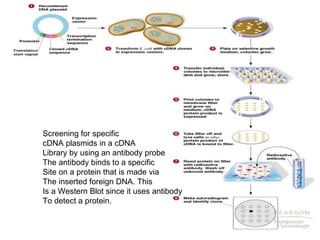 Screening for specific cDNA plasmids in a cDNA Library by using an antibody probe The antibody binds to a specific Site on a protein that is made via The inserted foreign DNA. This Is a Western Blot since it uses antibody To detect a protein. 