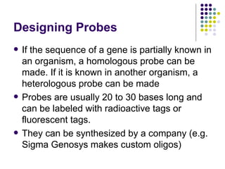 Designing Probes If the sequence of a gene is partially known in an organism, a homologous probe can be made. If it is known in another organism, a heterologous probe can be made Probes are usually 20 to 30 bases long and can be labeled with radioactive tags or fluorescent tags. They can be synthesized by a company (e.g. Sigma Genosys makes custom oligos) 