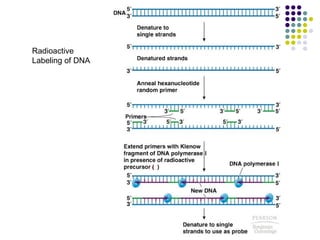 Radioactive Labeling of DNA 
