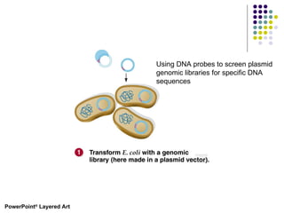 PowerPoint ®  Layered Art Using DNA probes to screen plasmid genomic libraries for specific DNA sequences 