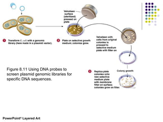 PowerPoint ®  Layered Art Figure 8.11 Using DNA probes to screen plasmid genomic libraries for specific DNA sequences.  