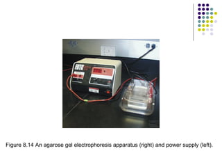 Figure 8.14 An agarose gel electrophoresis apparatus (right) and power supply (left).  