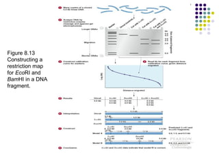 Figure 8.13 Constructing a restriction map for  Eco RI and  Bam HI in a DNA fragment.  