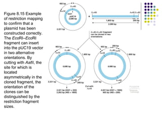Figure 8.15 Example of restriction mapping to confirm that a plasmid has been constructed correctly. The  Eco RI– Eco RI fragment can insert into the pUC19 vector in two alternative orientations. By cutting with  Aat II, the site for which is located asymmetrically in the cloned fragment, the orientation of the clones can be distinguished by the restriction fragment sizes.  