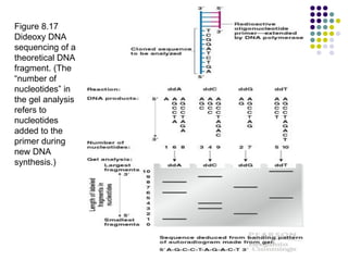Figure 8.17 Dideoxy DNA sequencing of a theoretical DNA fragment. (The “number of nucleotides” in the gel analysis refers to nucleotides added to the primer during new DNA synthesis.)  