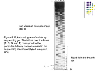 Can you read this sequence? TRY IT A 5’ Read from the bottom up Figure 8.19 Autoradiogram of a dideoxy sequencing gel. The letters over the lanes (A, C, G, and T) correspond to the particular dideoxy nucleotide used in the sequencing reaction analyzed in a given lane.  
