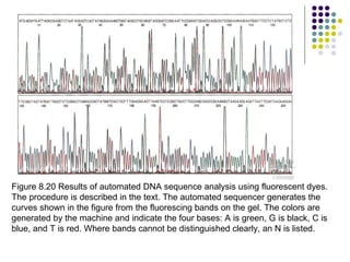Figure 8.20 Results of automated DNA sequence analysis using fluorescent dyes. The procedure is described in the text. The automated sequencer generates the curves shown in the figure from the fluorescing bands on the gel. The colors are generated by the machine and indicate the four bases: A is green, G is black, C is blue, and T is red. Where bands cannot be distinguished clearly, an N is listed.  
