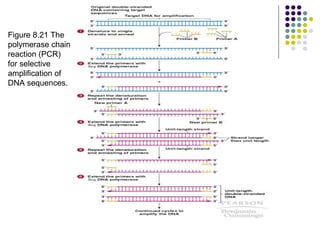 Figure 8.21 The polymerase chain reaction (PCR) for selective amplification of DNA sequences.  