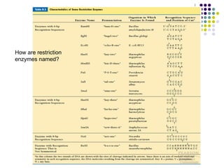 How are restriction enzymes named? 