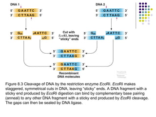 Figure 8.3 Cleavage of DNA by the restriction enzyme  Eco RI.  Eco RI makes staggered, symmetrical cuts in DNA, leaving “sticky” ends. A DNA fragment with a sticky end produced by  Eco RI digestion can bind by complementary base pairing (anneal) to any other DNA fragment with a sticky end produced by  Eco RI cleavage. The gaps can then be sealed by DNA ligase.  