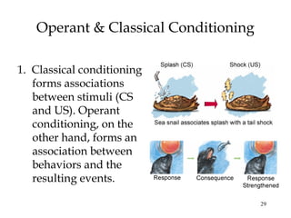 29
Operant & Classical Conditioning
1. Classical conditioning
forms associations
between stimuli (CS
and US). Operant
conditioning, on the
other hand, forms an
association between
behaviors and the
resulting events.
 