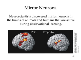 60
Mirror Neurons
Neuroscientists discovered mirror neurons in
the brains of animals and humans that are active
during observational learning.
ReprintedwithpermissionfromtheAmerican
AssociationfortheAdvancementofScience,
Subiauletal.,Science305:407-410(2004)
©2004AAAS.
 