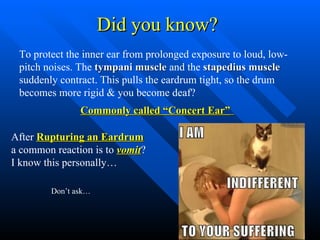 Did you know? To protect the inner ear from prolonged exposure to loud, low-pitch noises. The  tympani muscle  and the  stapedius muscle  suddenly contract. This pulls the eardrum tight, so the drum becomes more rigid & you become deaf? Commonly called “Concert Ear”   After  Rupturing an Eardrum  a common reaction is to  vomit ? I know this personally… Don’t ask… 