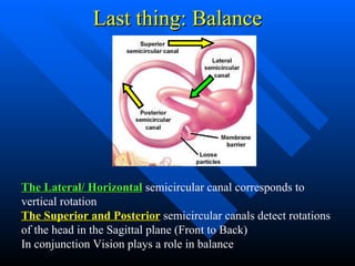 Last thing: Balance The Lateral/ Horizontal  semicircular canal corresponds to vertical rotation  The Superior and Posterior  semicircular canals detect rotations of the head in the Sagittal plane (Front to Back) In conjunction Vision plays a role in balance 