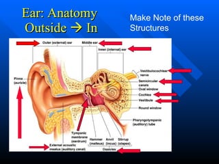 Ear: Anatomy  Outside    In Make Note of these Structures 